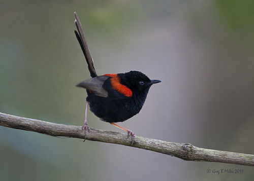 Red-backed fairywren